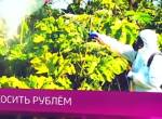 Борщевик наступает на города