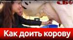 Мастер-класс – столичная девушка впервые доит корову – это стоит посмотреть