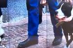 "Собачье дело" в Новосибирске: как пострадавшие стали подозреваемыми